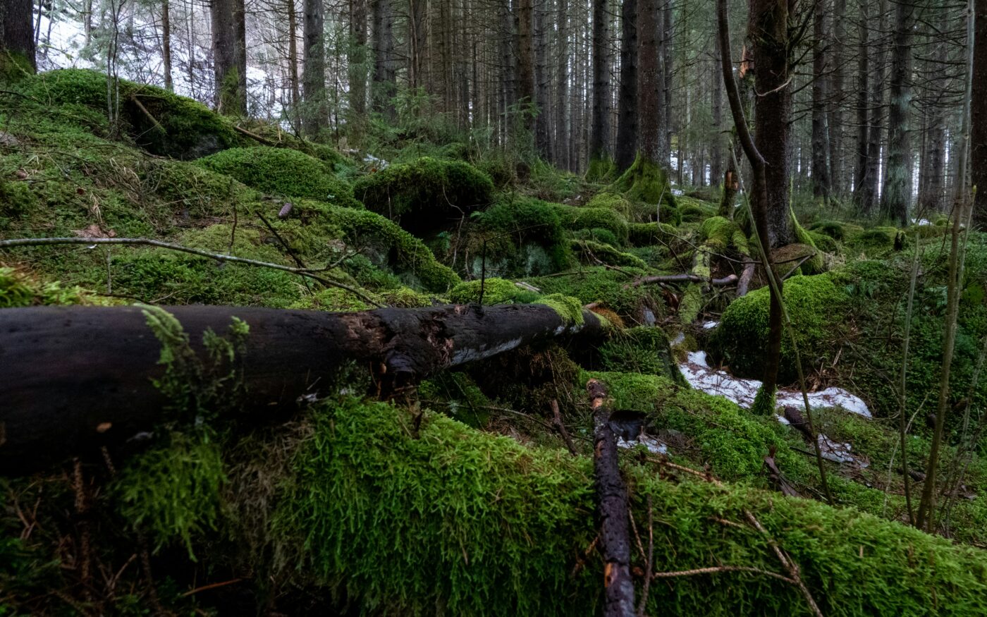 Stille Waldlandschaft im Oberen Bayerischen Wald nahe Miltach – ideal für Auszeit und Digital Detox